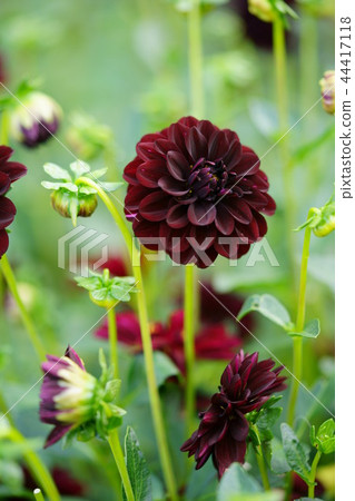 暗中隱藏的黑色大麗花1 44417118