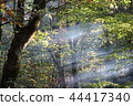 Sunbeams 44417340