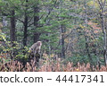 A monkey 44417341