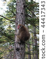 A monkey 44417343