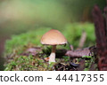 mushroom 44417355
