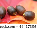 Acorn 44417356