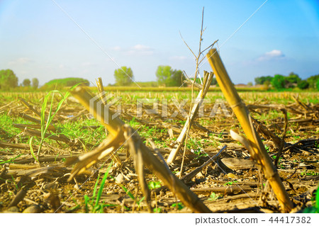 Corn field after harvest and cutting, rape 44417382