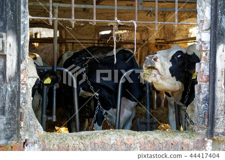 Dairy cows in the stable, animals theme 44417404