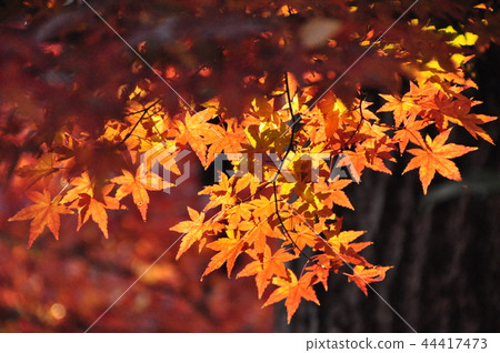Kamakura Autumn leaves Tsuruoka Hachiman Shrine National Treasure Hall 44417473