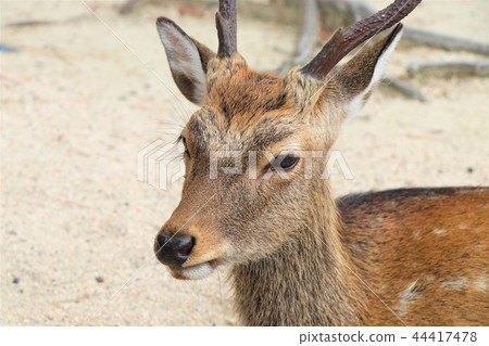 Deer with horns Deer with horns 44417478