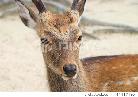 Deer with horns Deer with horns 44417480