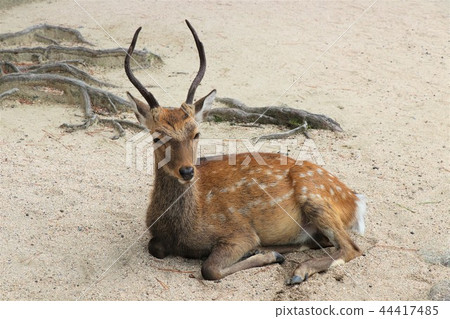 Deer with horns 44417485
