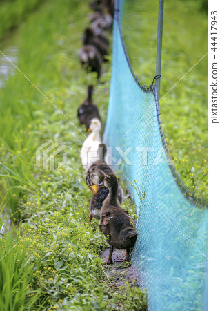 農村，稻田，鴨 44417943