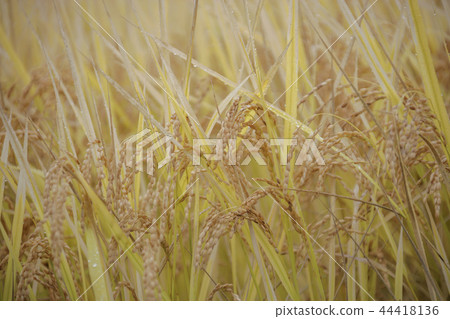 Gyeongsangbuk-do, Korea, Andong City, Andong Hahoe Village 44418136