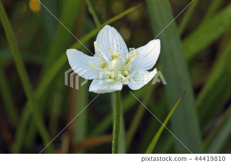 Morning dew fell on the flower of Umebachi-Miyabe wetland Minami Aizu Town, Fukushima Prefecture Morning dew fell on the flower of Umebachi-Miyabe wetland Minami Aizu Town, Fukushima Prefecture 44419810