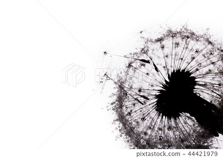 Close-up of dandelion seeds on blue natural background Close-up of dandelion seeds on blue natural background 44421979
