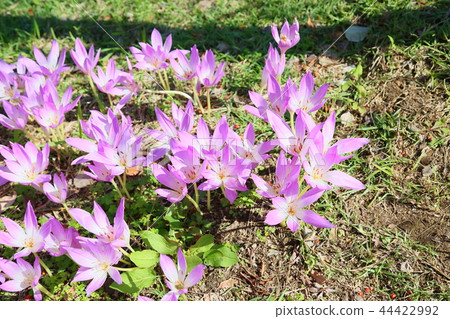 秋天公園Corticam花 44422992