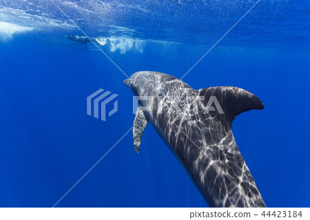 Minami hand dolphin swimming in Bonin Brewery's sea Minami hand dolphin swimming in Bonin Brewery's sea 44423184