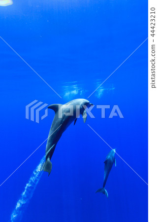 Minami hand dolphin swimming in Bonin Brewery's sea Minami hand dolphin swimming in Bonin Brewery's sea 44423210