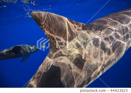 Minami hand dolphin swimming in the Ogasawara ocean 44423825