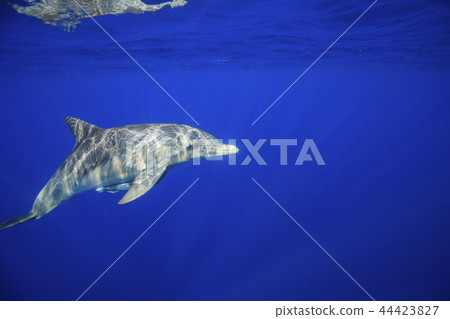 Minami hand dolphin swimming in the Ogasawara ocean 44423827