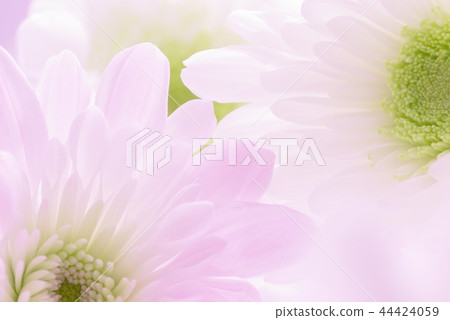 Flower background material Chrysanthemum Spray Chrysanthemum 44424059