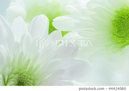 花背景材料菊花噴霧菊花 44424060