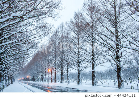 Snowy landscape Metasequoia lined trees Makino town, Shiga Prefecture 44424111