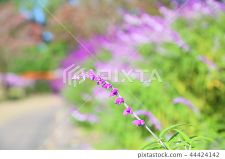 秋天公園Salvia Leucansa花 44424142