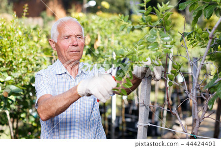 Older man pruning fruit trees 44424401
