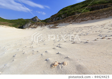 小笠原來自南島扇的hirobe sokatamai的半化石 小笠原來自南島扇的hirobe sokatamai的半化石 44424423