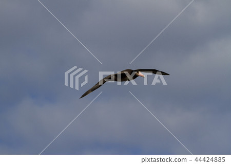 Albatross flying in the Ogasawara's sky 44424885