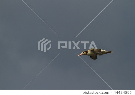 Albatross flying in the Ogasawara's sky Albatross flying in the Ogasawara's sky 44424895