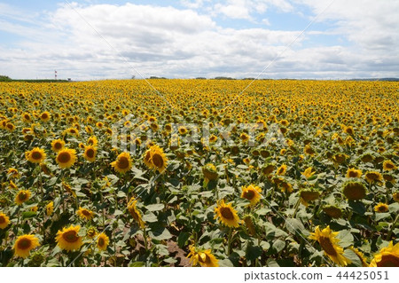 Himawari farm in Hokkaido Himawari farm in Hokkaido 44425051