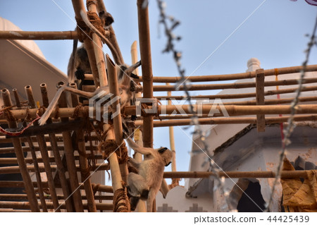 Hamanon Rangour in India's Pushkar Street, Playing with Scaffolding Under Construction 44425439
