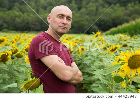 Man in sunflowers field 44425948