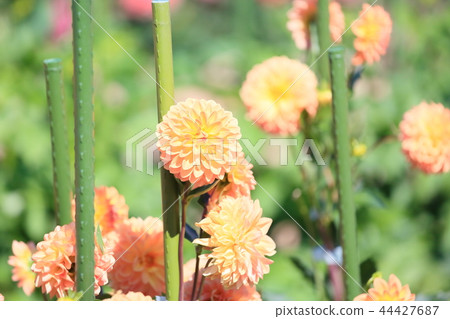Autumn park dahlia flower 44427687