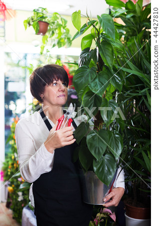 Assistant showing large pothus plant Assistant showing large pothus plant 44427810