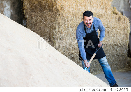 Mature farmer with big shovel in barn. Mature farmer with big shovel in barn. 44428095