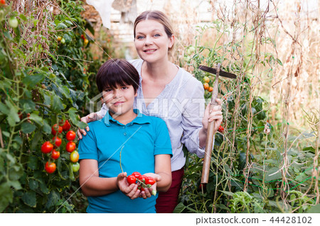 Woman gardener with son picking tomatoes and holding cultivator in greenhouse Woman gardener with son picking tomatoes and holding cultivator in greenhouse 44428102