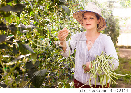 Young woman in hat picking harvest of chinese vigna in sunny garden Young woman in hat picking harvest of chinese vigna in sunny garden 44428104