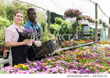 Florists working in greenhouse 44428133