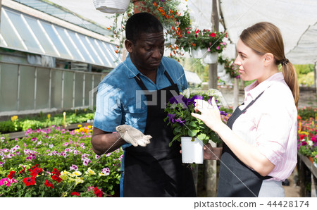 Gardeners discussing flowers in orangery Gardeners discussing flowers in orangery 44428174