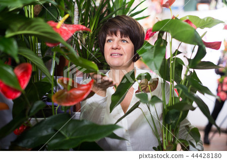 Customer choosing anturion Customer choosing anturion 44428180