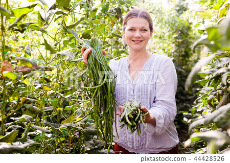 Young female gardener picking harvest of vigna in garden at sunny day Young female gardener picking harvest of vigna in garden at sunny day 44428526