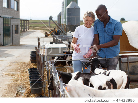 Two farmers on dairy farm Two farmers on dairy farm 44428996