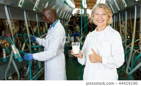 Farm female milkmaids with fresh milk standing near cow milking machines Farm female milkmaids with fresh milk standing near cow milking machines 44429190