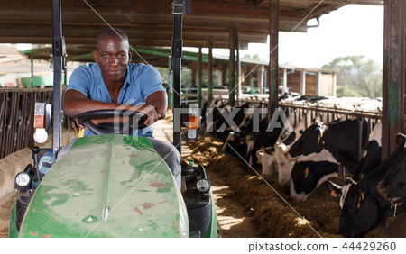 Dairy farm worker in tractor Dairy farm worker in tractor 44429260
