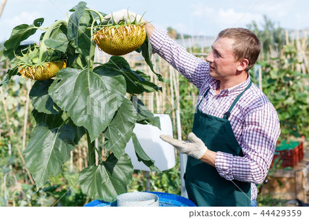 Male gardener arranging sunflower while gardening in outdoor garden 44429359