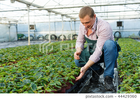 Man horticulturist arranging euphorbia pulcherrima herbs in sunny greenhouse 44429360
