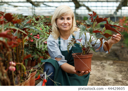Mature female florist in apron working with begonia plants in pots 44429605
