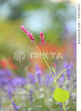 Inutaden花 44429855