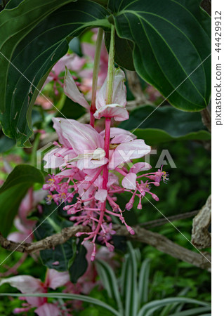 Medina Magnifica 44429912