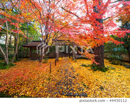 Hagikita Renka籍寺廟秋葉 Hagikita Renka籍寺廟秋葉 44430112